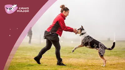 Canis Major. Szkolenie i trening psów Opole